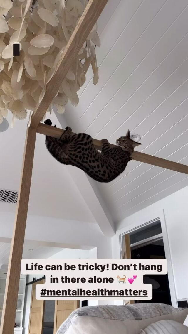 We love this video on so many levels, this cat is just chilling one minute and then boom the balance has tipped it’s on and the struggle is oh so real. They put in such an amazing effort to “hang in there” but in the end they just have to let go (yaay for beds!) We’ve all been there, some days it’s hard, really, really hard! If you are feeling the feels and needing a soft landing we’ve got you, you don’t need to work out really tricky things solo. 
Reach out if you need via our bio and mind those pesky life poles peeps 🐈😊
#mentalhealthmatters #mentalhealthillawarra #psychologywollongong